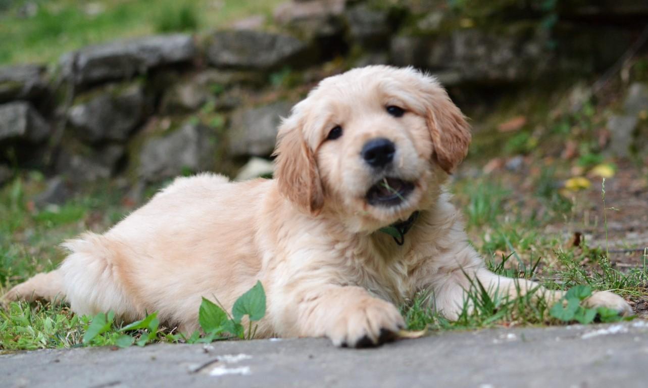 Enlarge Luke, a Adoptable Golden Retriever in White Plains, NY image 2/5