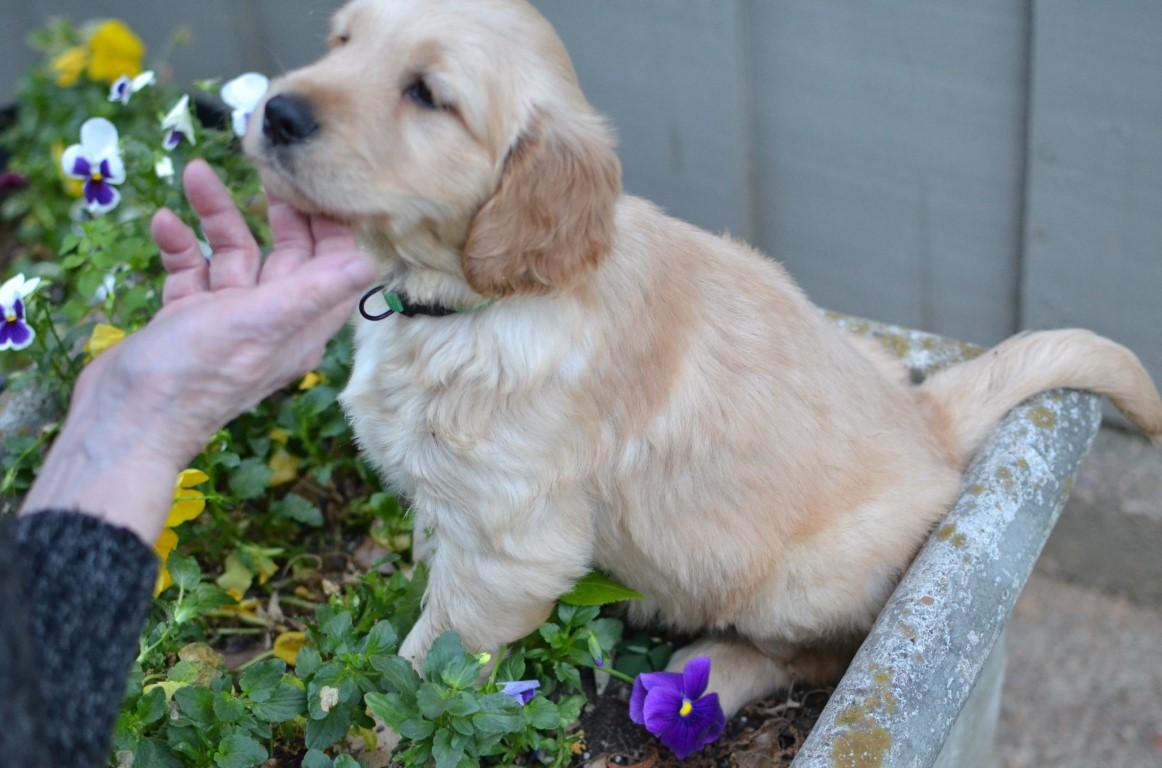 Enlarge Luke, a Adoptable Golden Retriever in White Plains, NY image 3/5