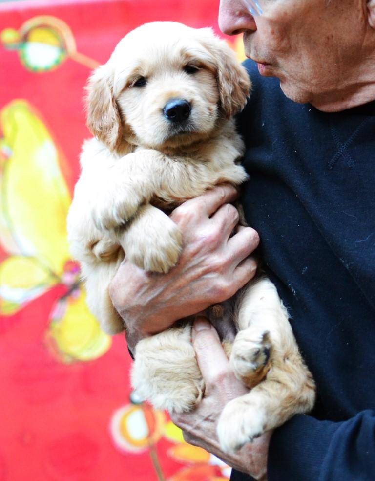 Enlarge Luke, a Adoptable Golden Retriever in White Plains, NY image 4/5