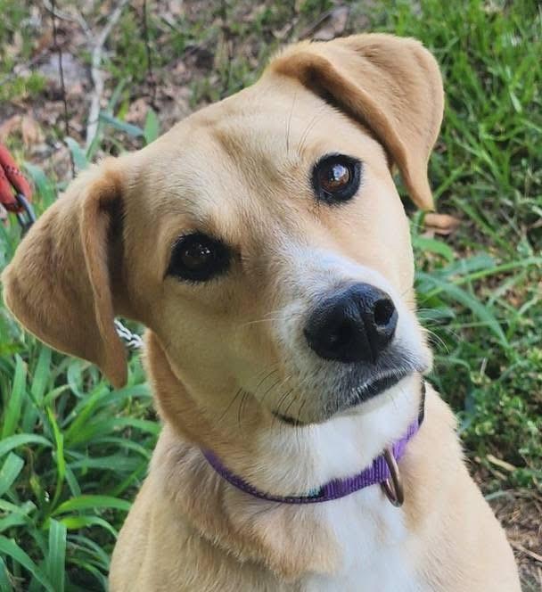 Enlarge Toni, a Adoptable mixed breed in Lorida, FL image 1/2