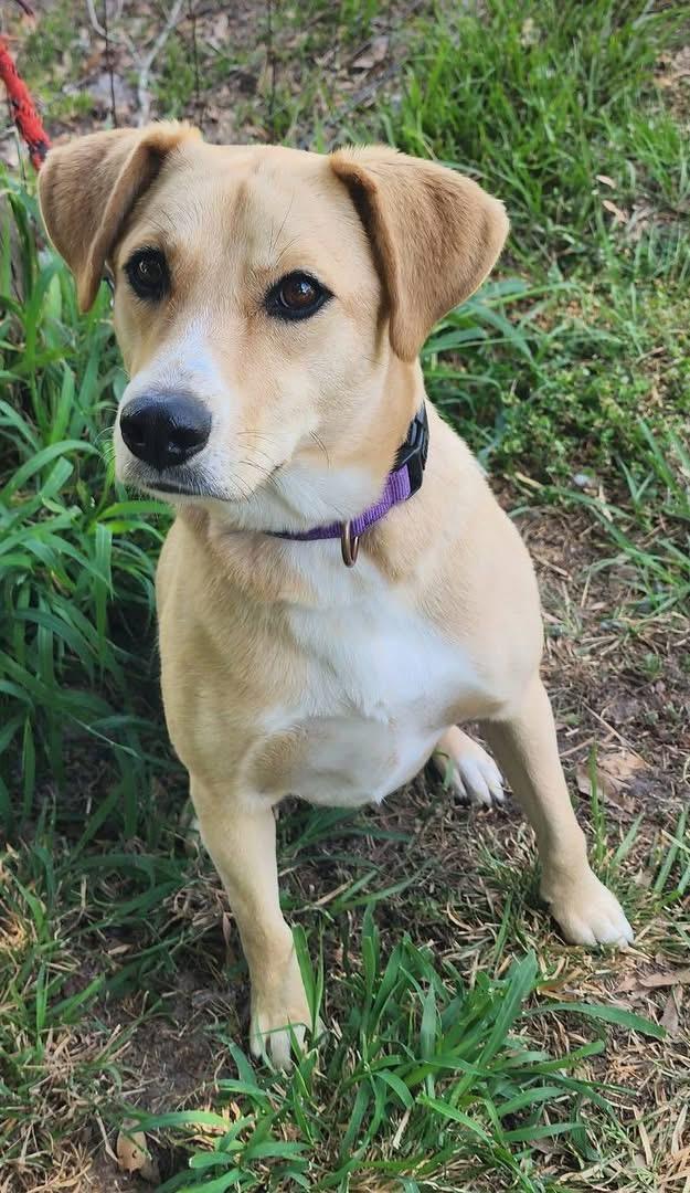 Enlarge Toni, a Adoptable mixed breed in Lorida, FL image 2/2