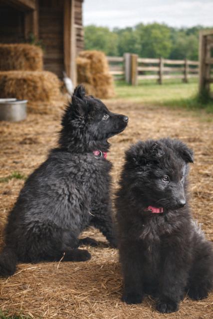 Enlarge Jojo, a Adoptable mixed breed in Seattle, WA image 1/4