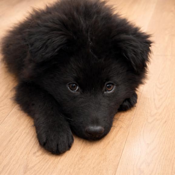 Enlarge Jojo, a Adoptable mixed breed in Seattle, WA image 2/4