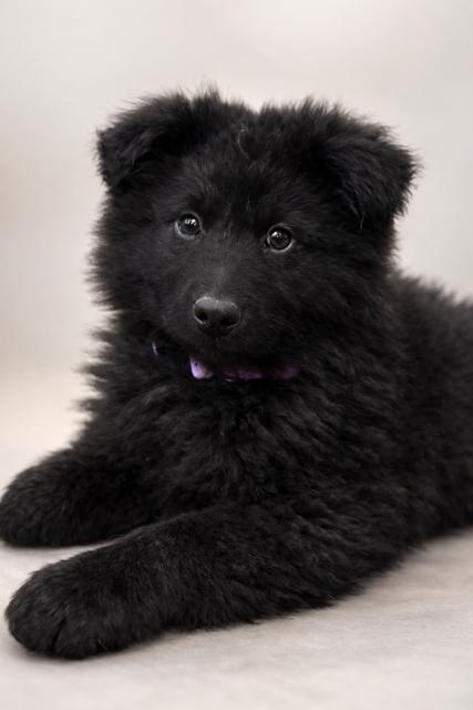 Enlarge Jojo, a Adoptable mixed breed in Seattle, WA image 3/4