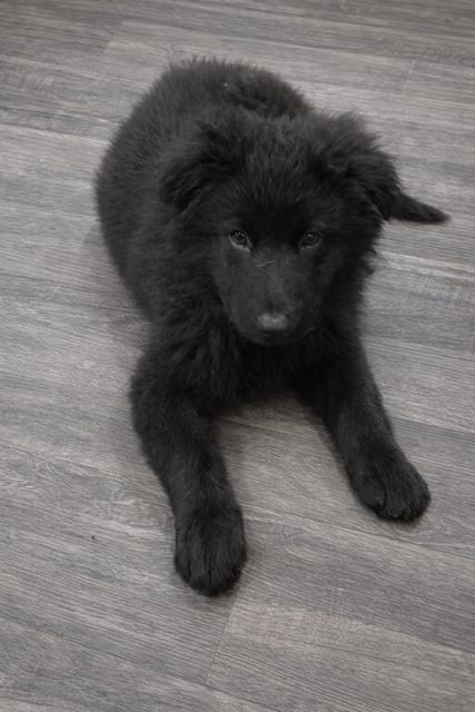 Enlarge Jojo, a Adoptable mixed breed in Seattle, WA image 4/5