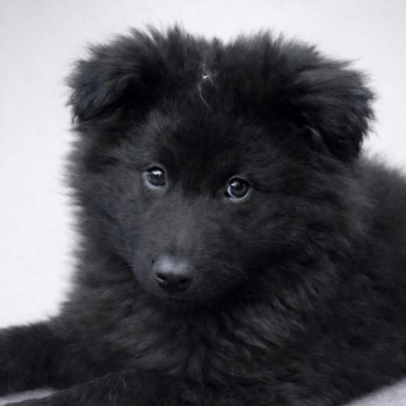 Enlarge Jojo, a Adoptable mixed breed in Seattle, WA image 4/4