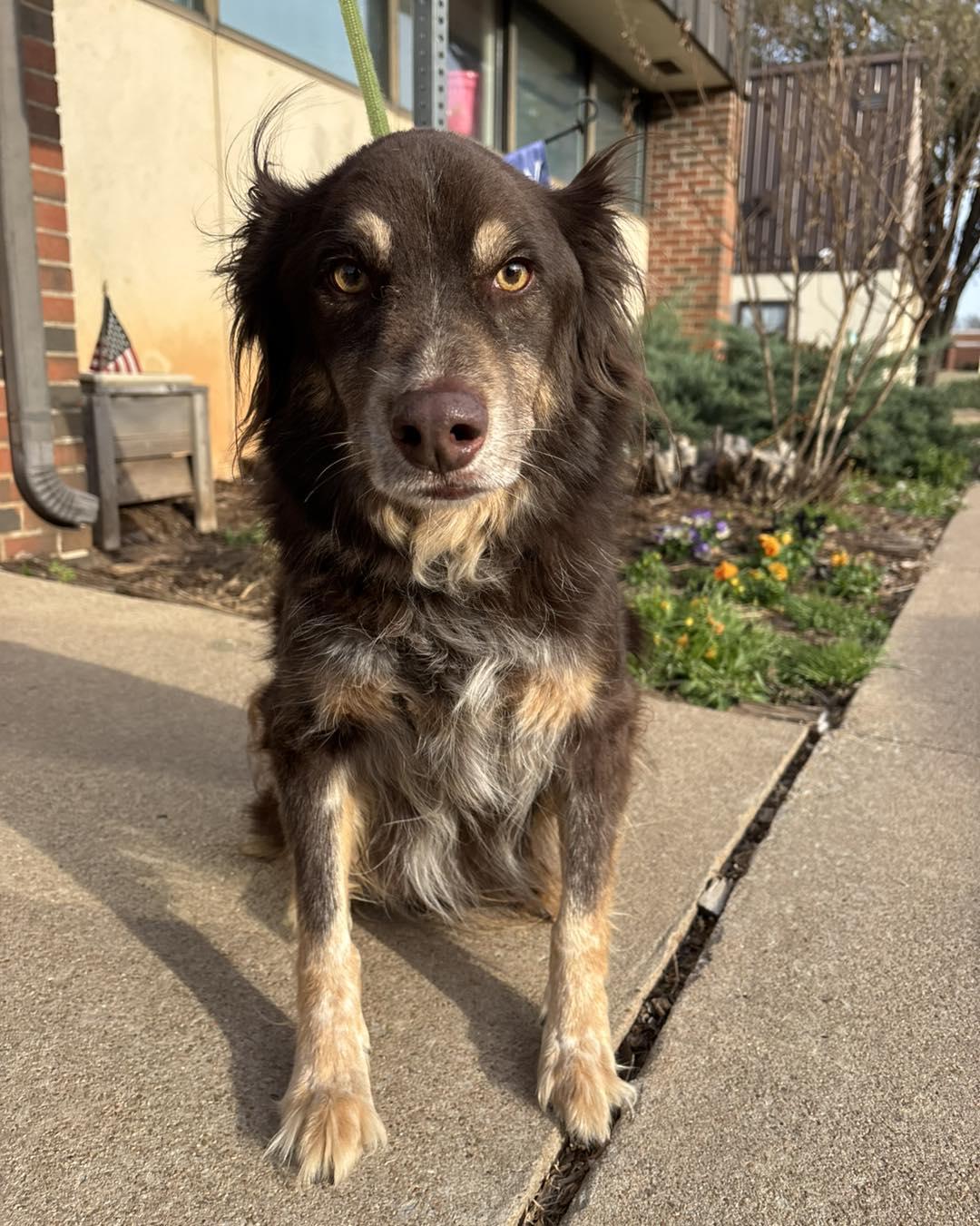 Enlarge Duke, an adopted mixed breed in Stillwater, OK image 1/1