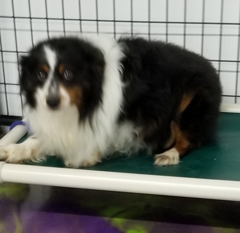 Enlarge Luke, a Adoptable Australian Shepherd in Anna, IL image 3/4