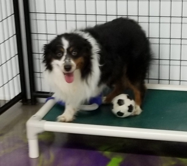 Enlarge Luke, a Adoptable Australian Shepherd in Anna, IL image 4/4