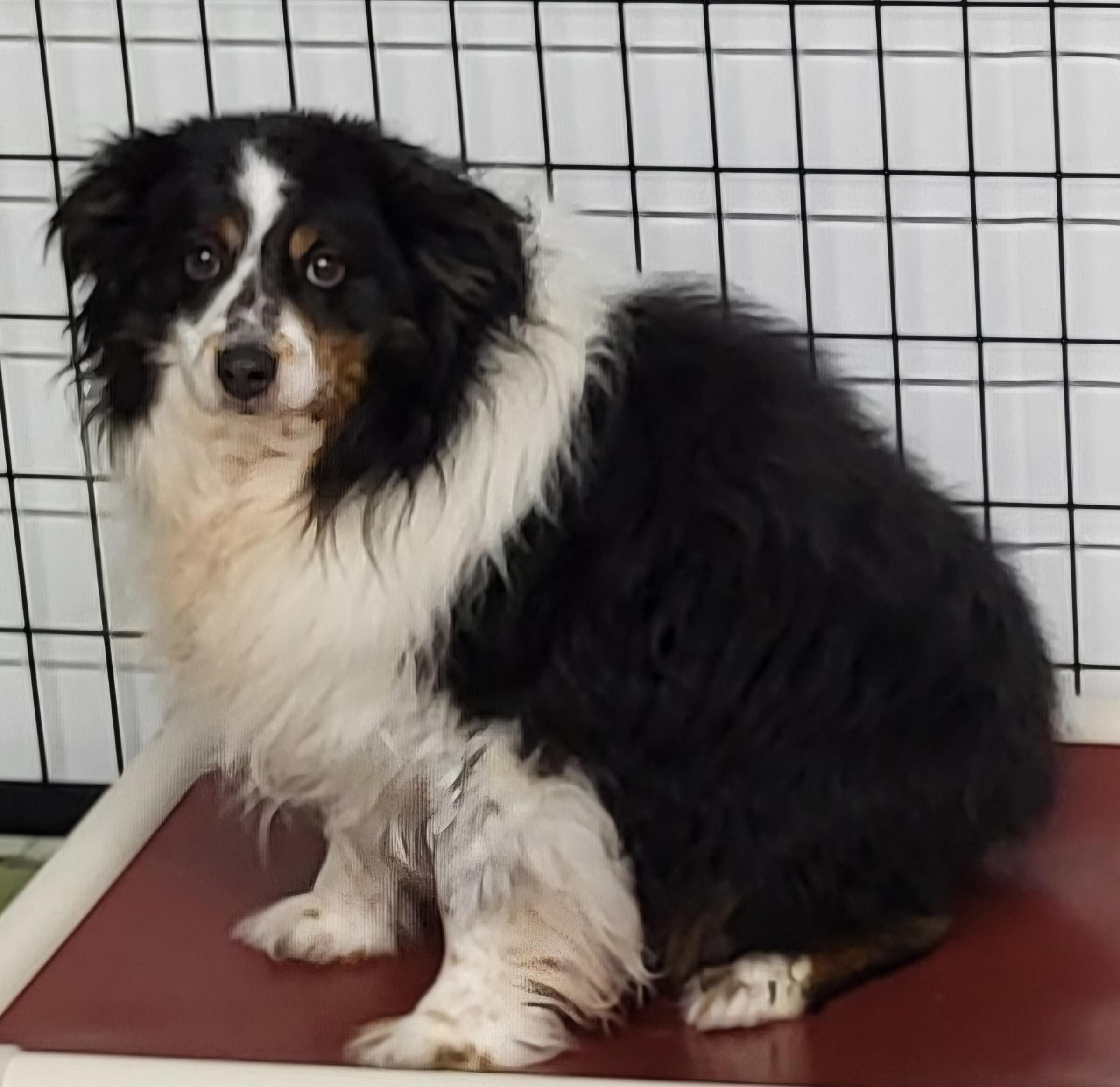 Enlarge Luke, a Adoptable Australian Shepherd in Anna, IL image 2/4