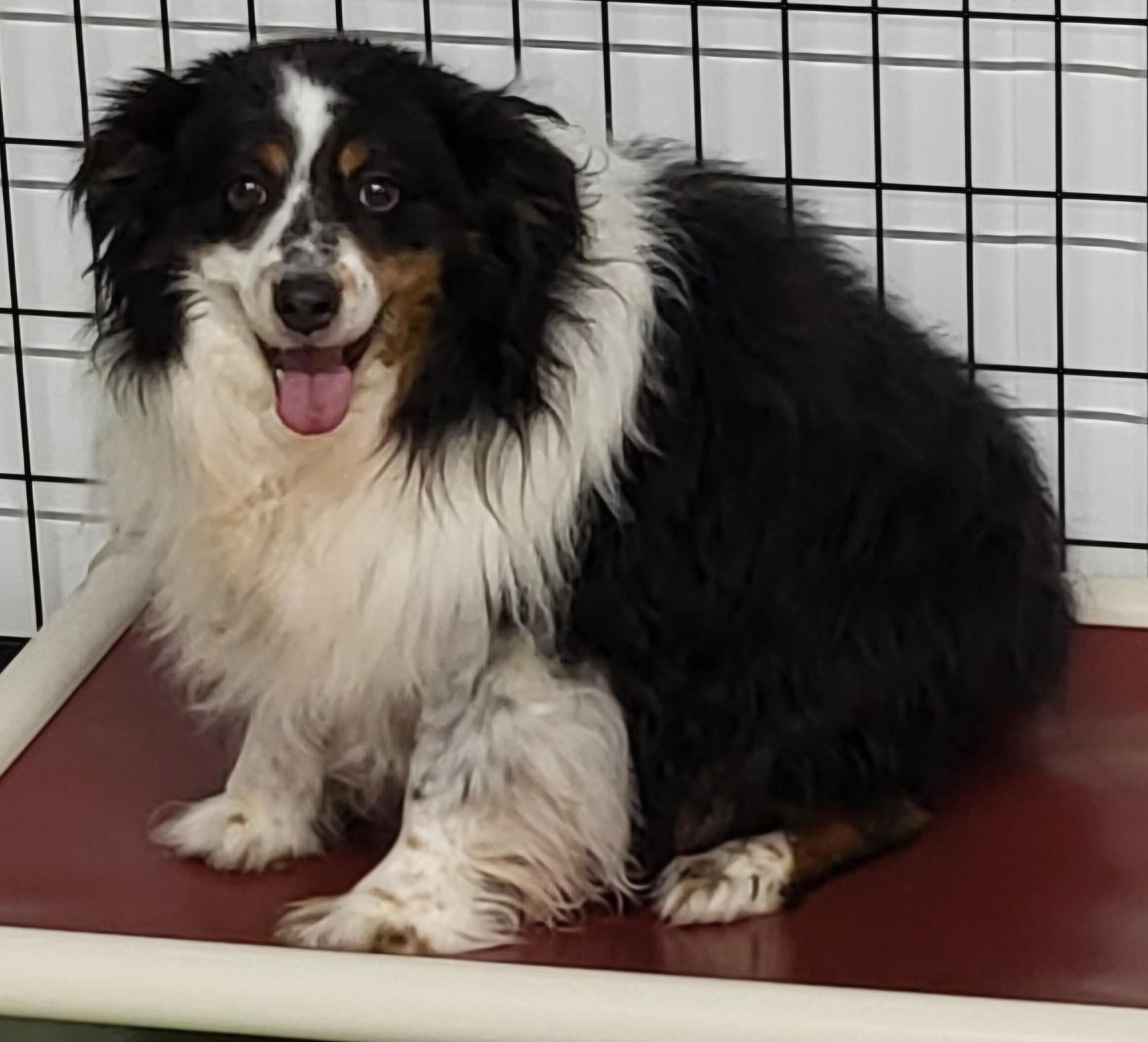 Enlarge Luke, a Adoptable Australian Shepherd in Anna, IL image 1/4