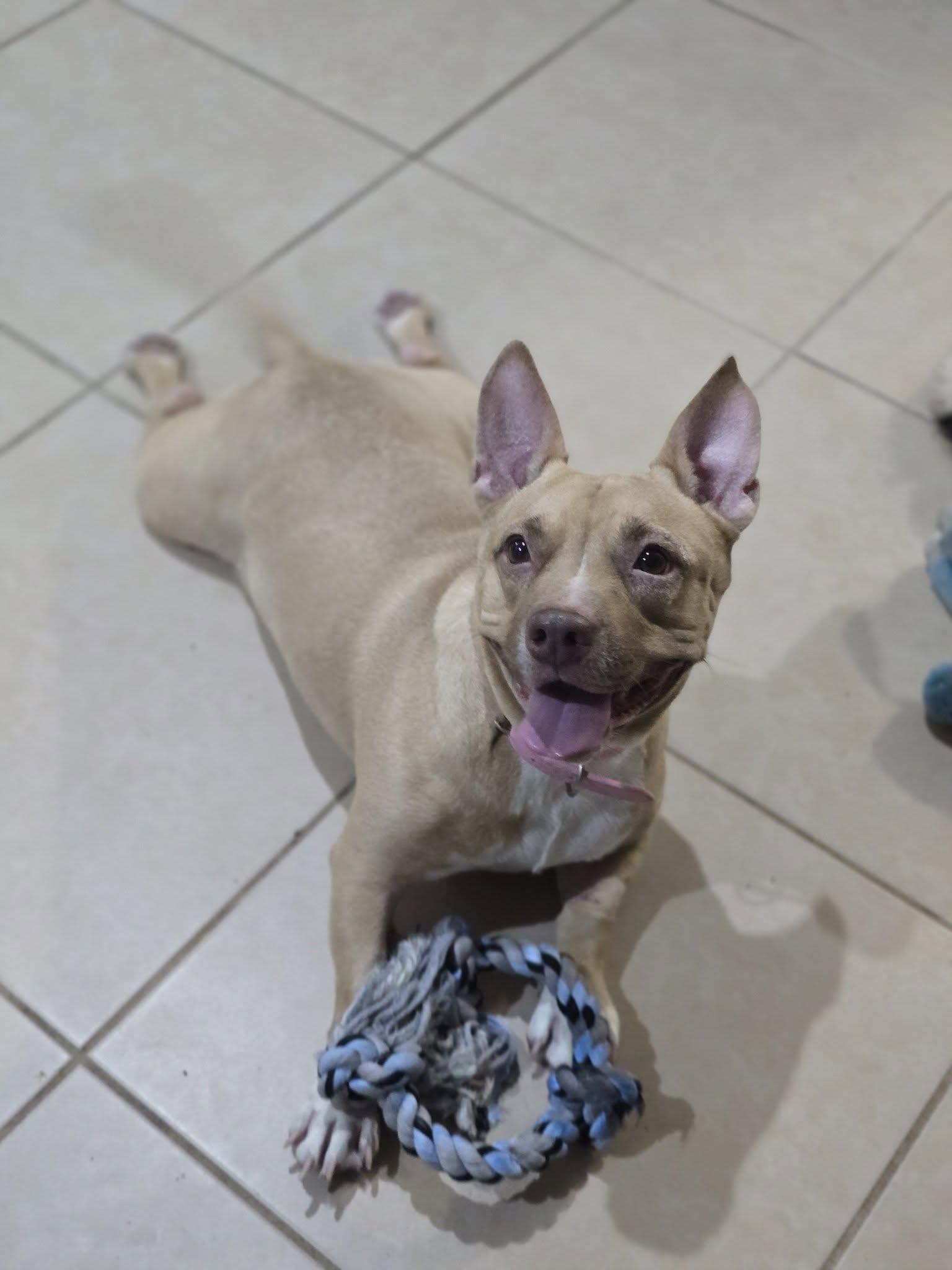 Kiwi, a Adoptable Mixed Breed in Gainesville, FL image 1/2