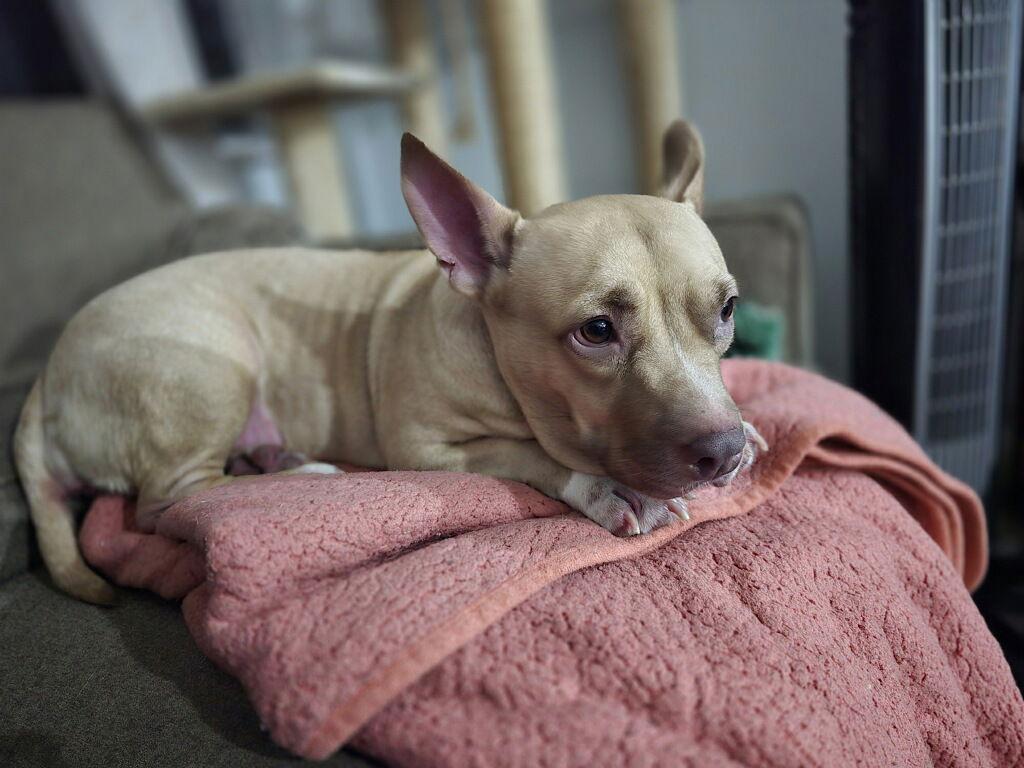 Kiwi, a Adoptable Mixed Breed in Gainesville, FL image 2/2