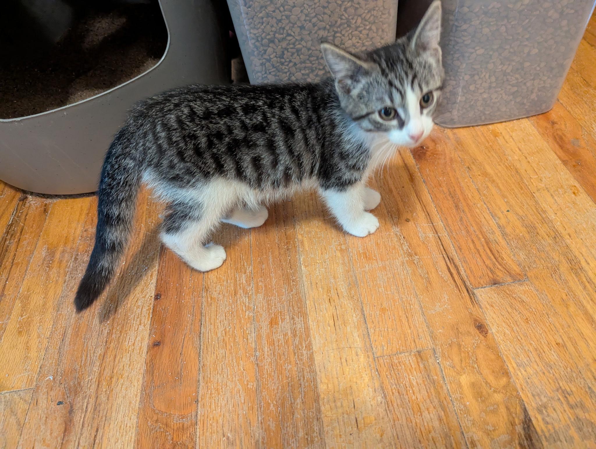 Dutchess, an adopted Domestic Short Hair in Export, PA image 4/5