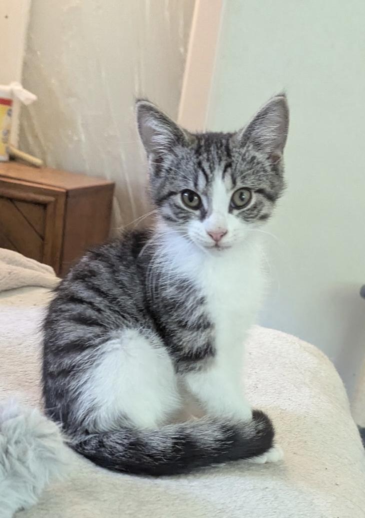 Dutchess, an adopted Domestic Short Hair in Export, PA image 5/5