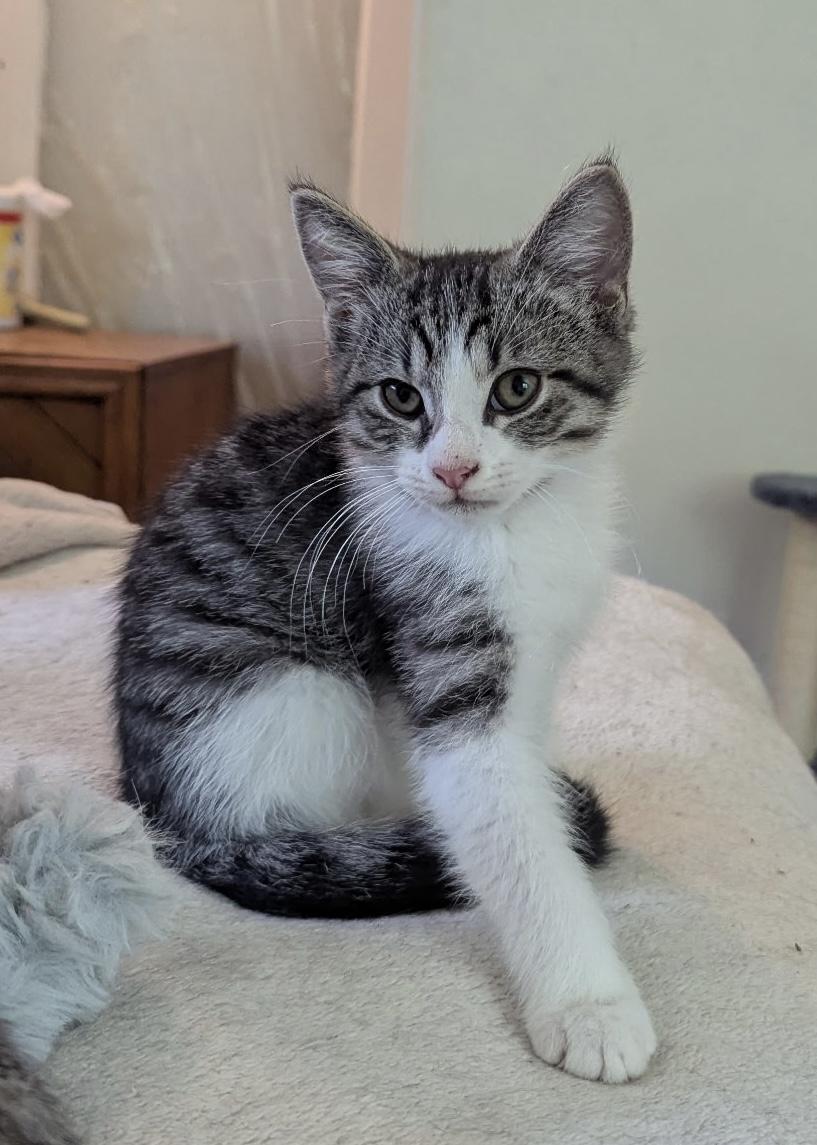 Dutchess, adopted, Kitten Female Domestic Short Hair.