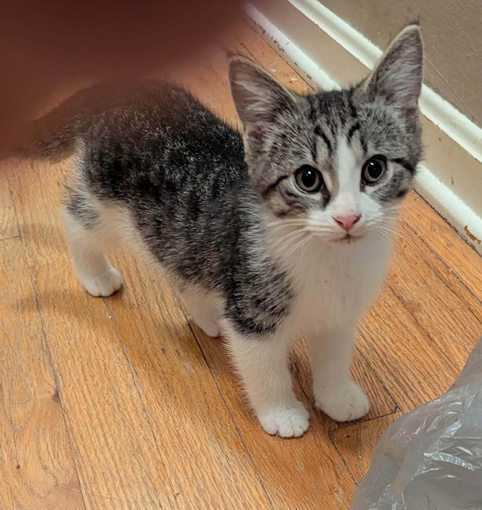 Dutchess, an adopted Domestic Short Hair in Export, PA image 2/5