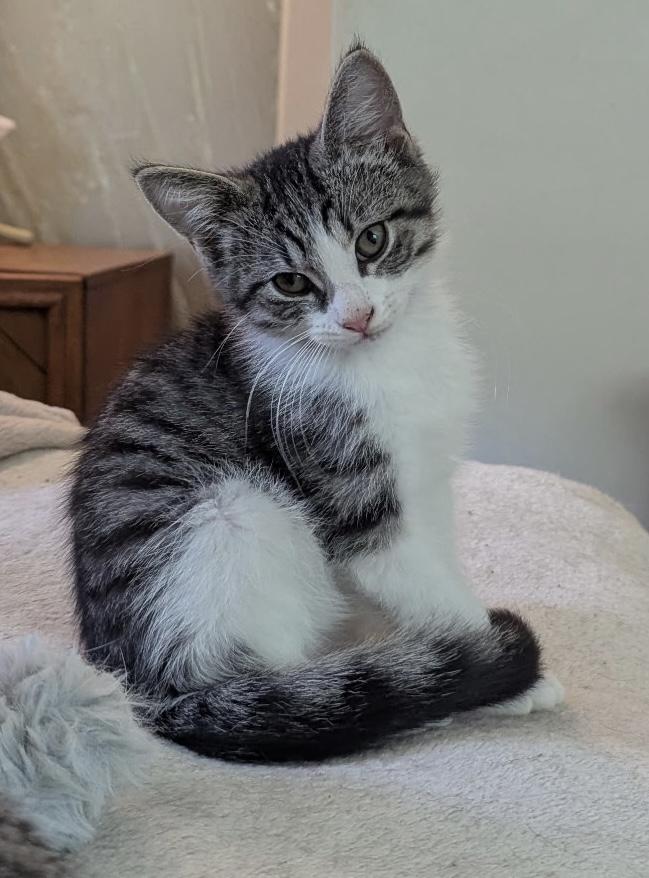 Dutchess, an adopted Domestic Short Hair in Export, PA image 3/5