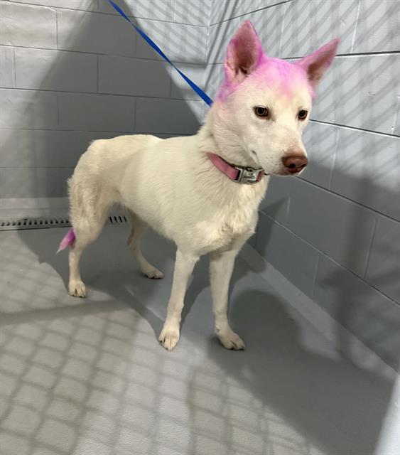 A1263556, Adoptable, Adult Female Siberian Husky & Mixed Breed.