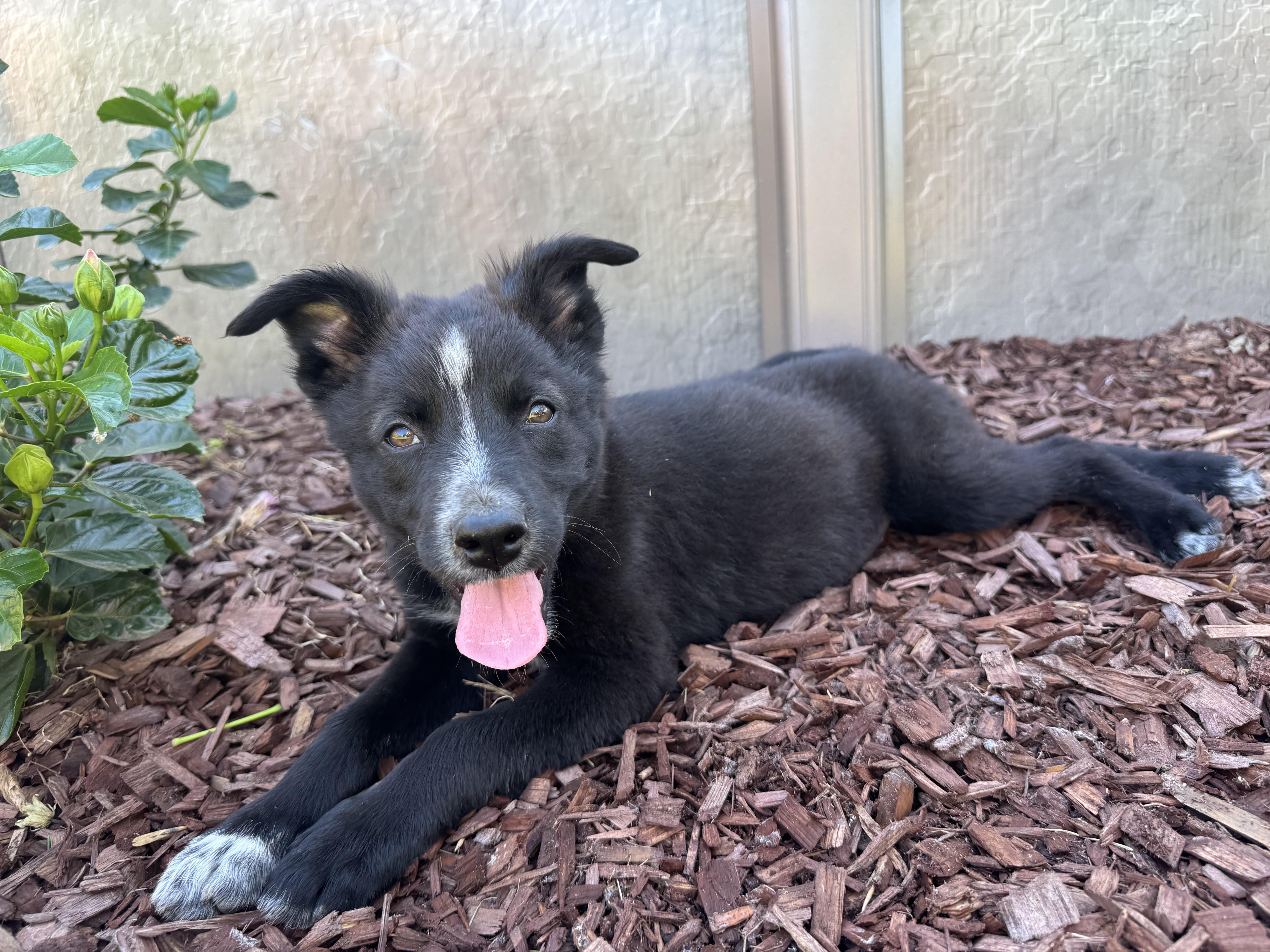 Enlarge Reba, a Adopted mixed breed in Lincoln, CA image 1/3