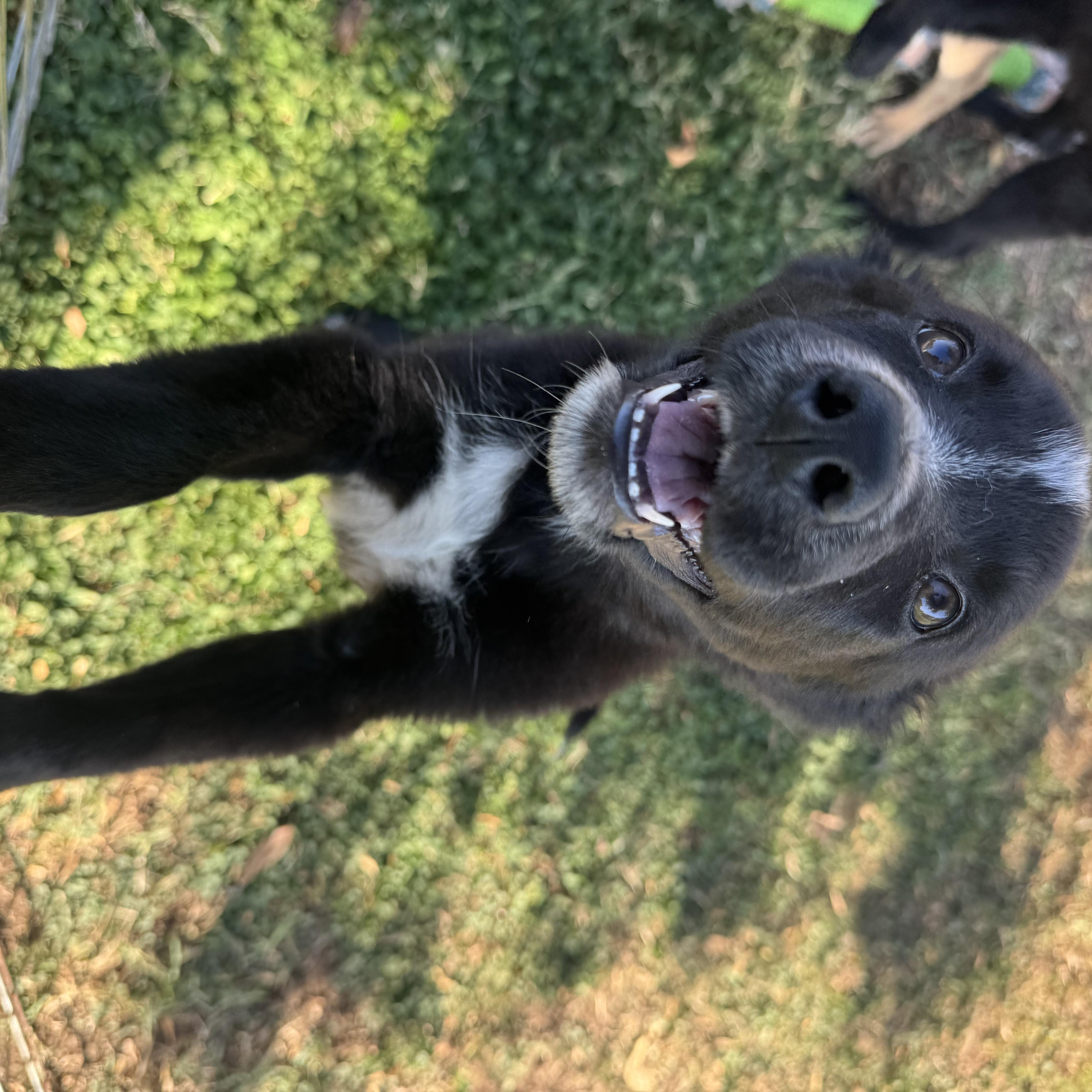 Enlarge Reba, a Adopted mixed breed in Lincoln, CA image 3/3