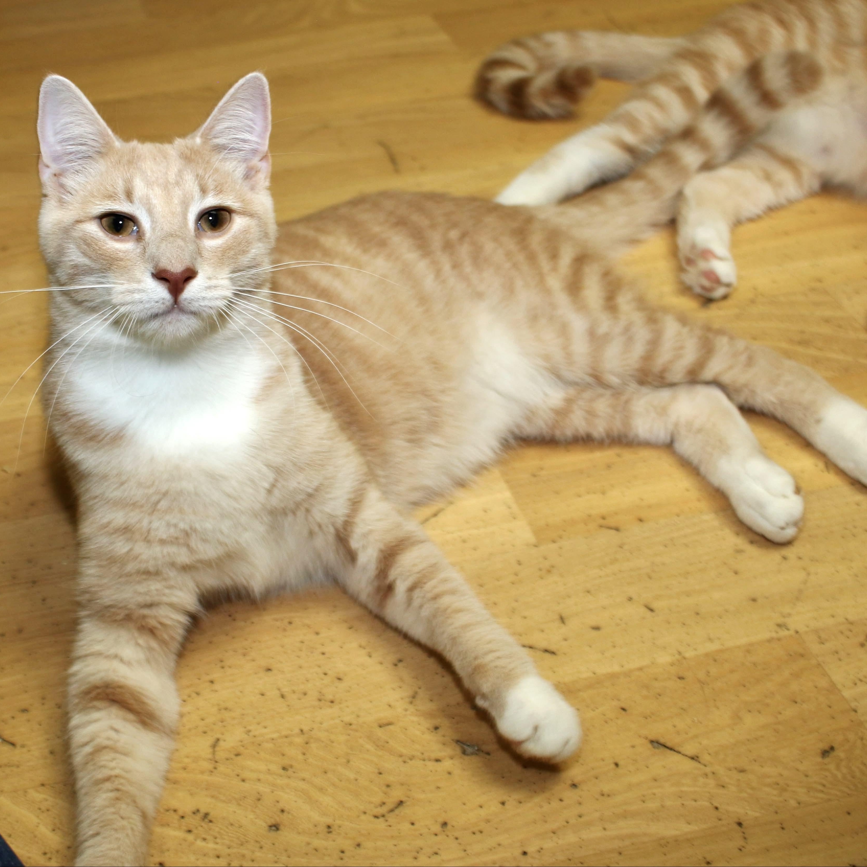 Dionysus, ADOPTABLE, Young Male Domestic Short Hair.