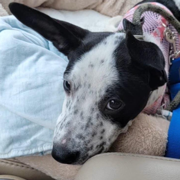 Kenzie - in foster home