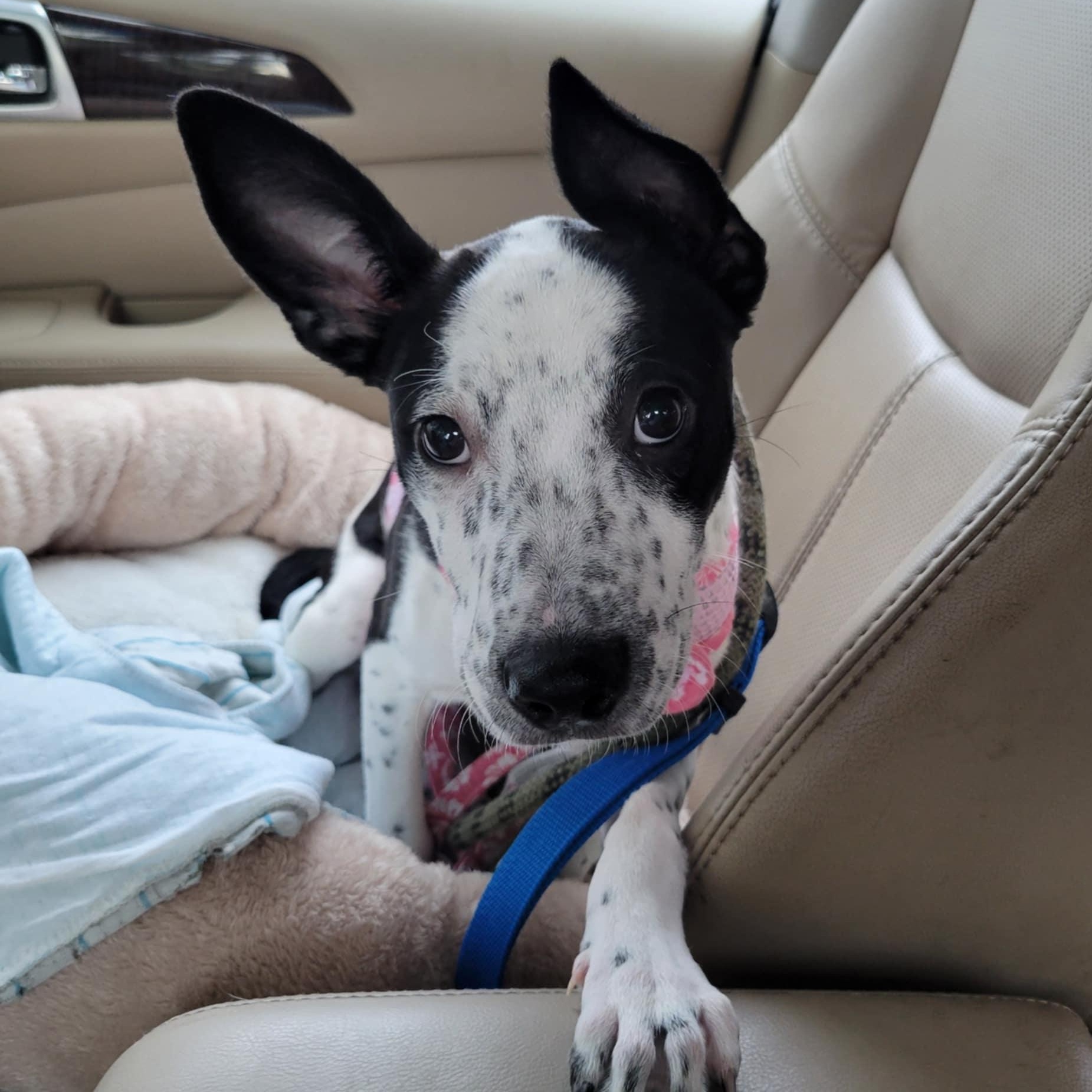 Kenzie - in foster home