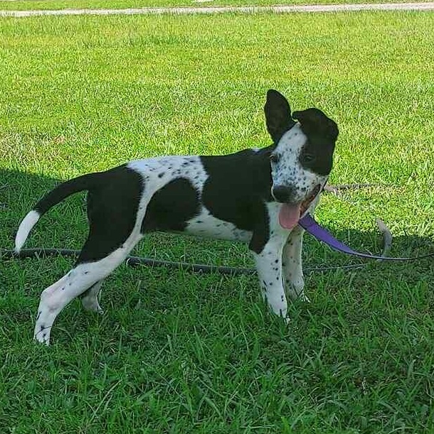 Kenzie - in foster home