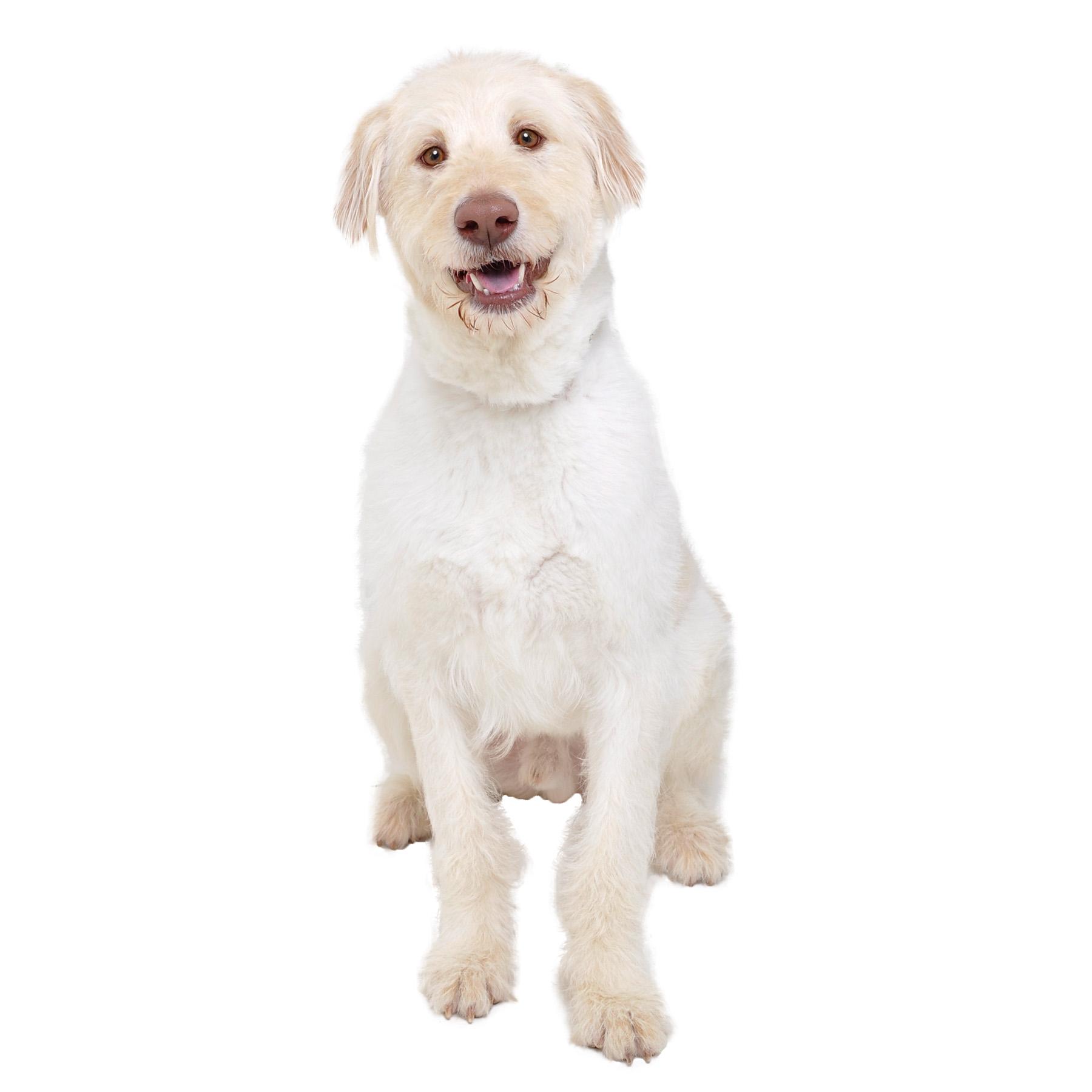 Galdalf, Adoptable, Adult Male Goldendoodle.