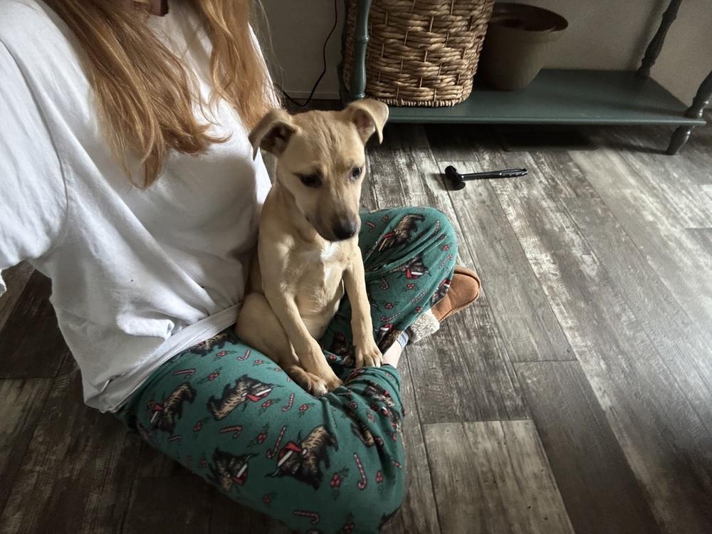 Millie, Adoptable, Puppy Female Carolina Dog & Black Mouth Cur.