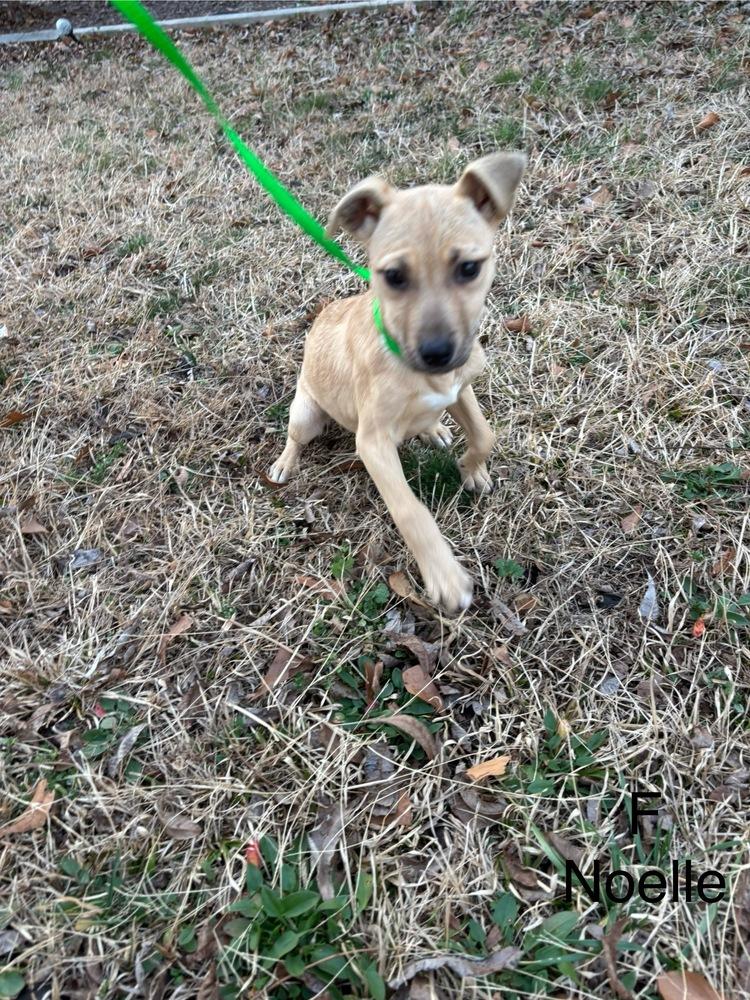 Enlarge Noelle, a Adoptable mixed breed in Willingboro, NJ image 1/2