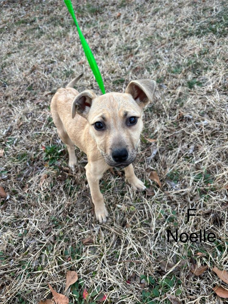 Enlarge Noelle, a Adoptable mixed breed in Willingboro, NJ image 2/2