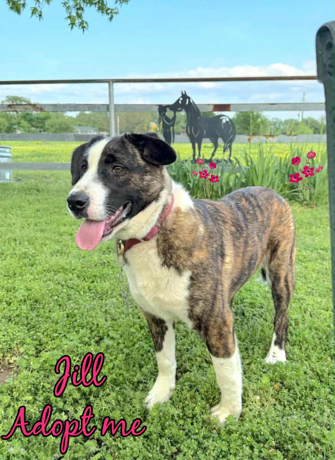 Enlarge Jill, a Adoptable mixed breed in Grove, OK image 1/5