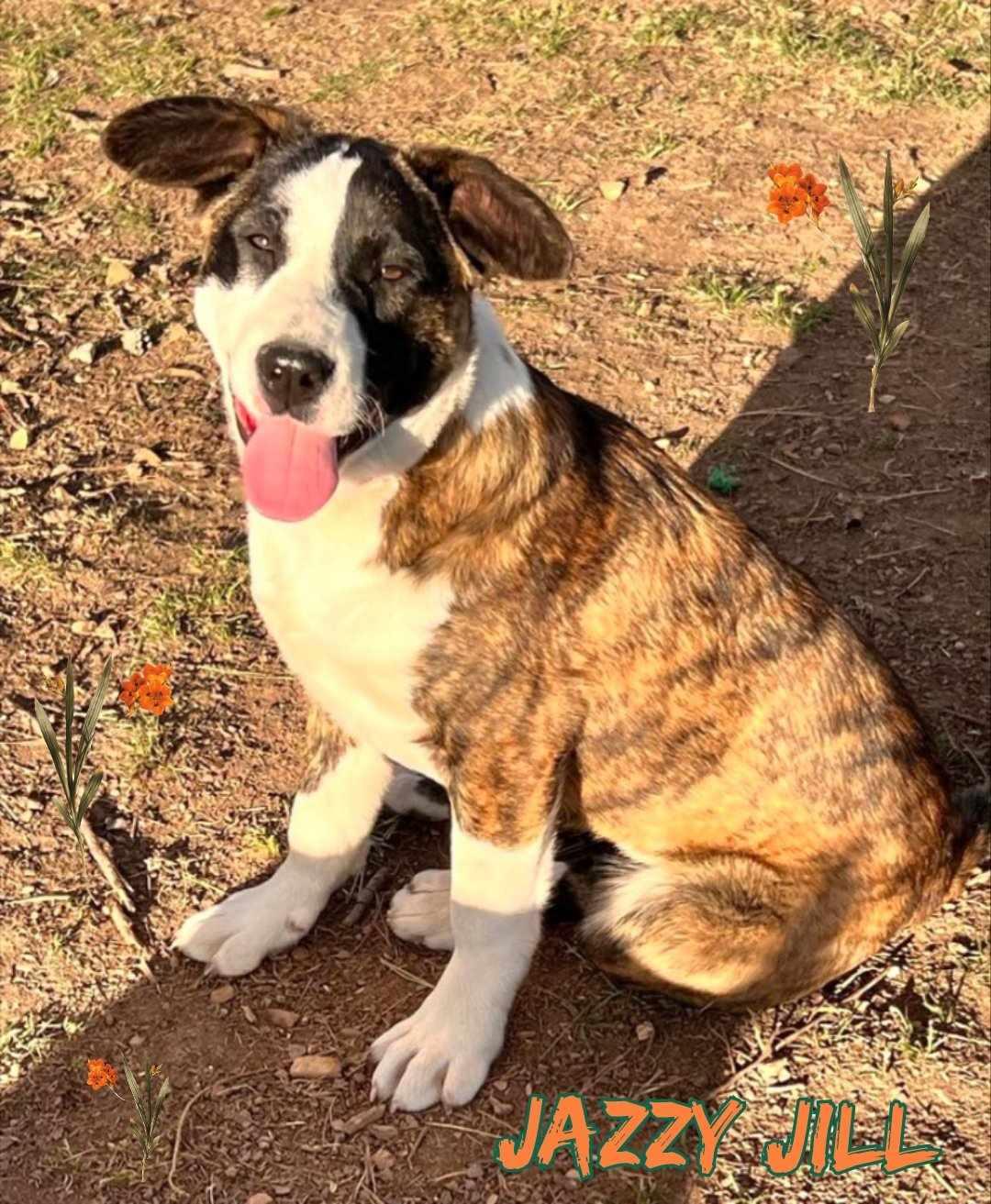 Enlarge Jill, a Adoptable mixed breed in Grove, OK image 2/5