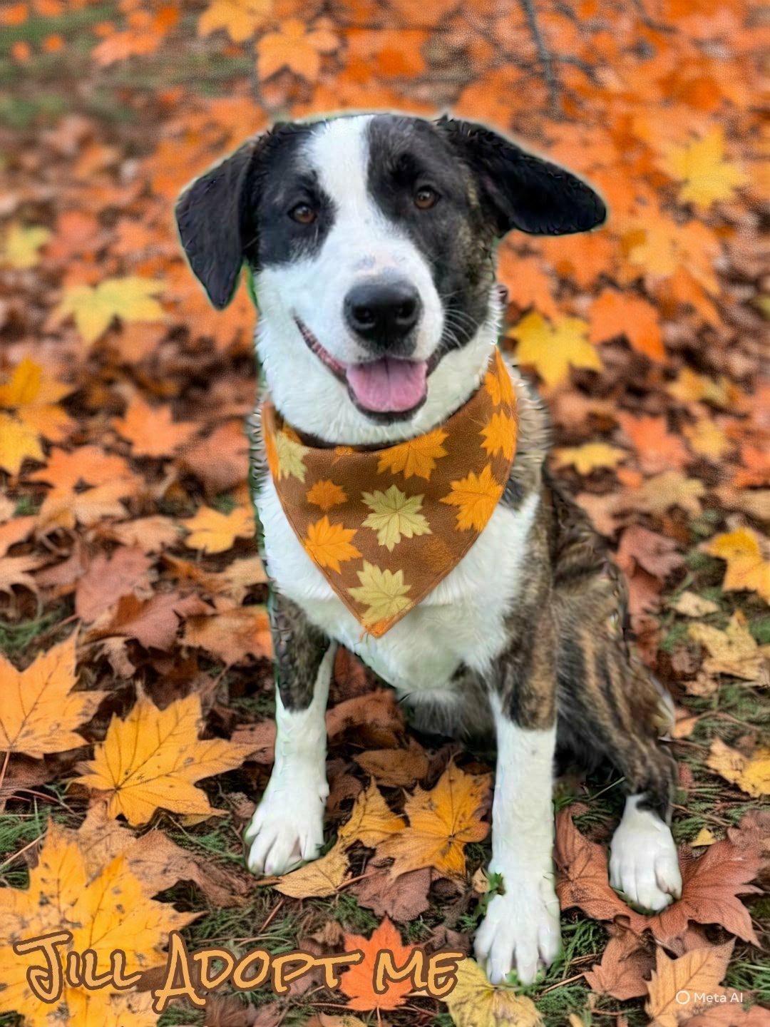 Enlarge Jill, a Adoptable mixed breed in Grove, OK image 3/5