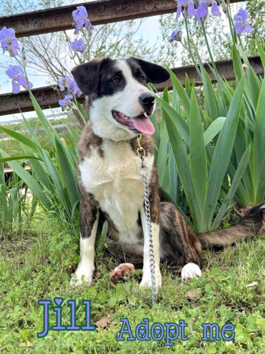 Enlarge Jill, a Adoptable mixed breed in Grove, OK image 4/5