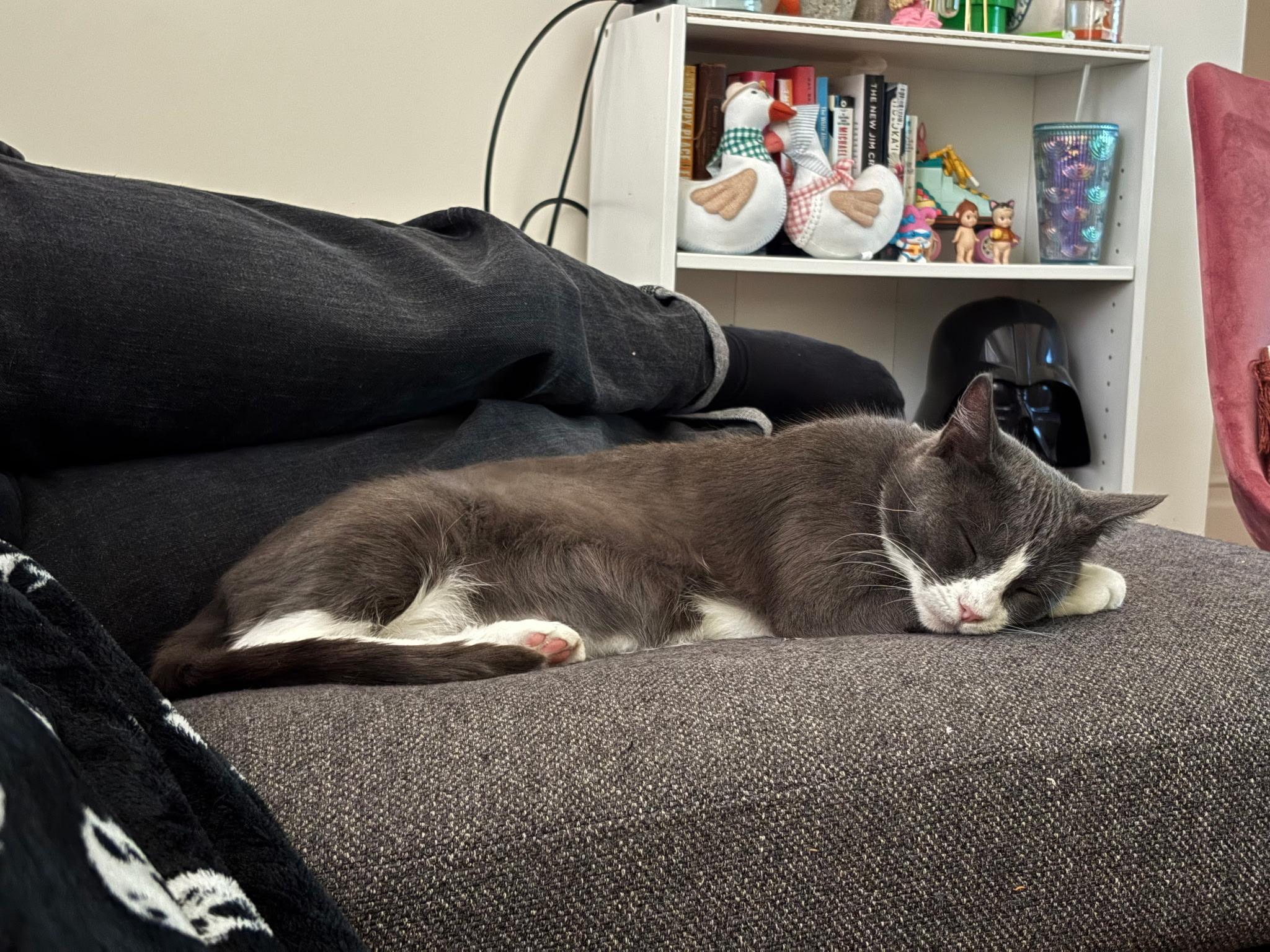 Mrs. Bennet, a Adoptable Tuxedo in San Francisco, CA image 1/6