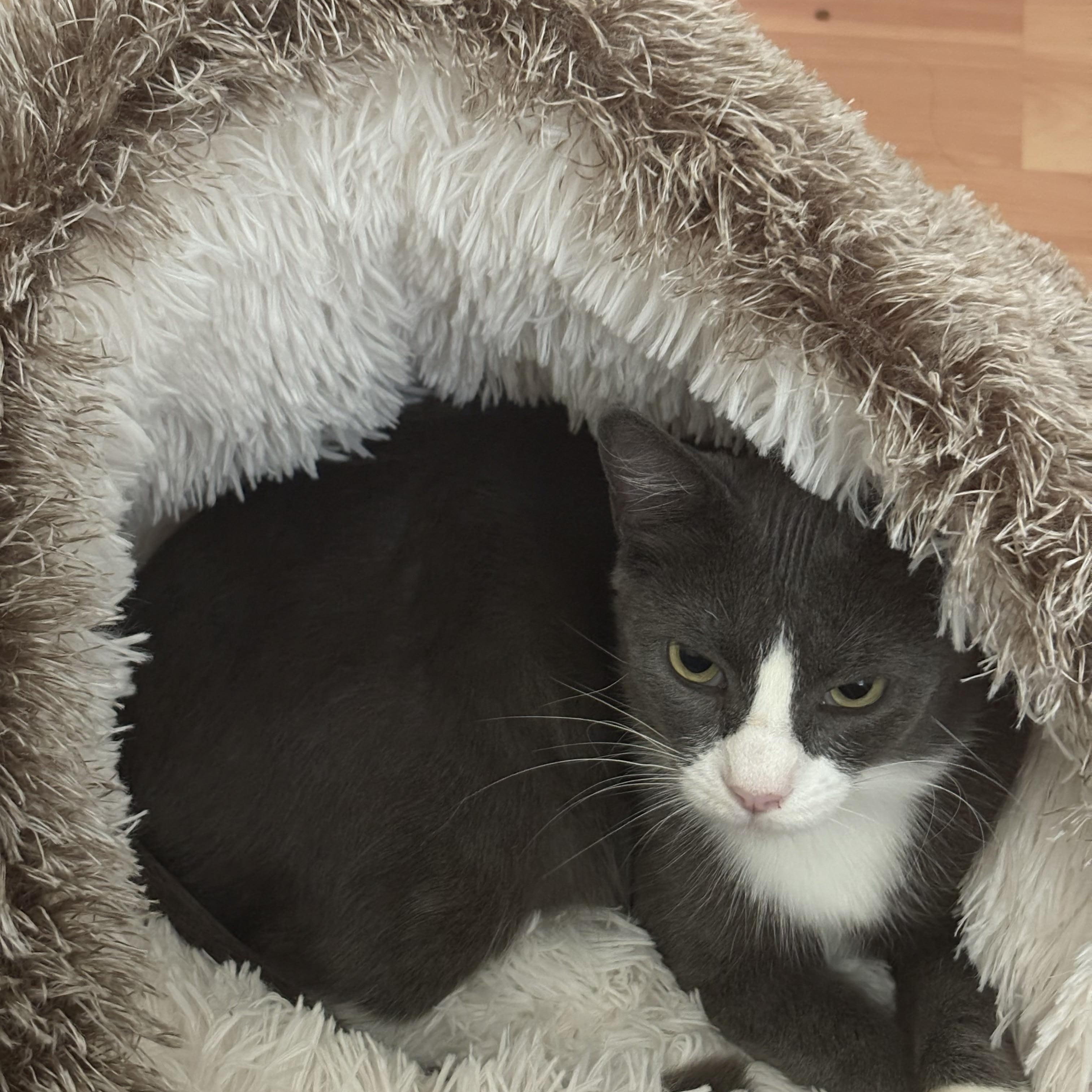 Mrs. Bennet, a Adoptable Tuxedo in San Francisco, CA image 6/6