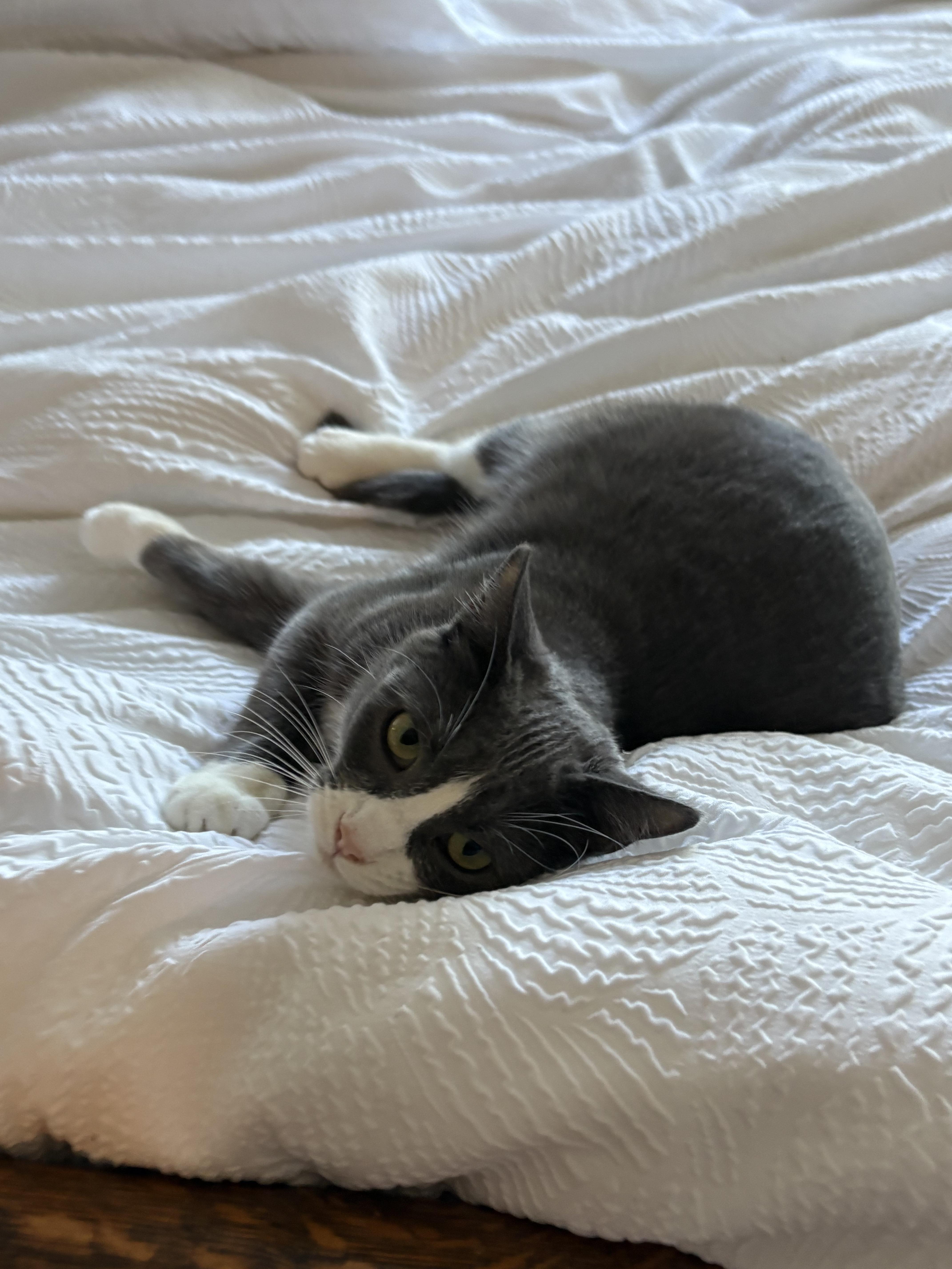 Mrs. Bennet, Adoptable, Adult Female Tuxedo.