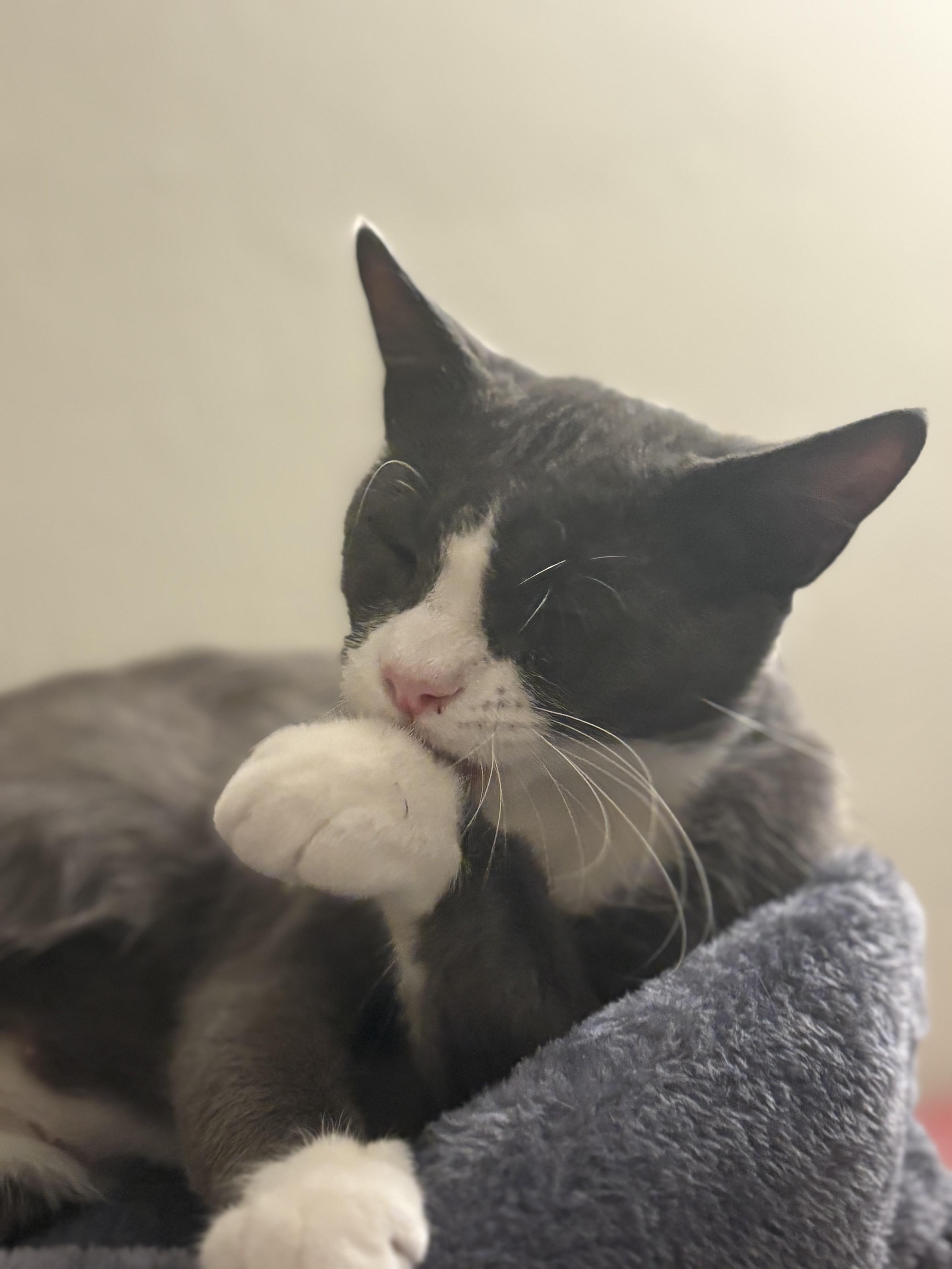 Mrs. Bennet, a Adoptable Tuxedo in San Francisco, CA image 5/6