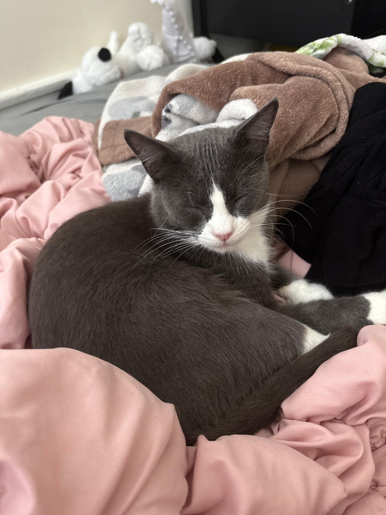 Mrs. Bennet, a Adoptable Tuxedo in San Francisco, CA image 2/6