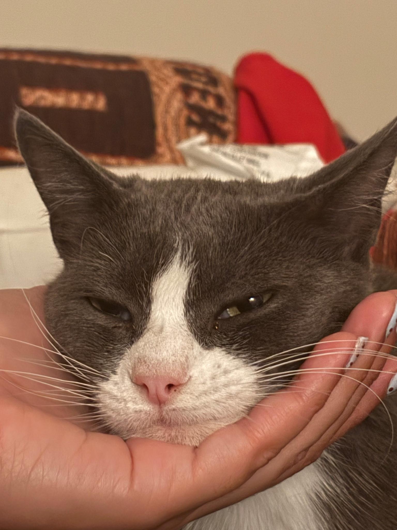 Mrs. Bennet, a Adoptable Tuxedo in San Francisco, CA image 3/6