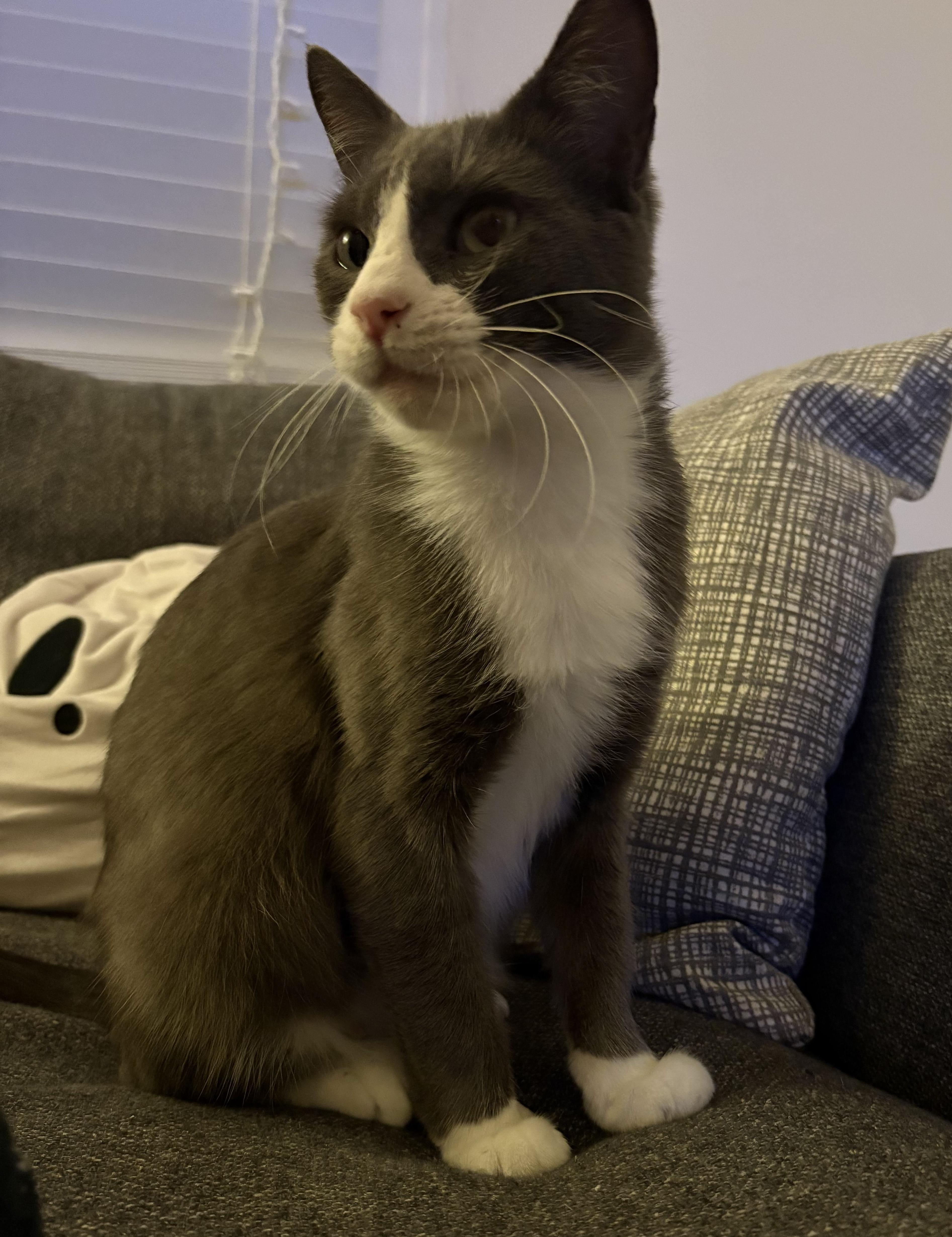 Mrs. Bennet, a Adoptable Tuxedo in San Francisco, CA image 4/6