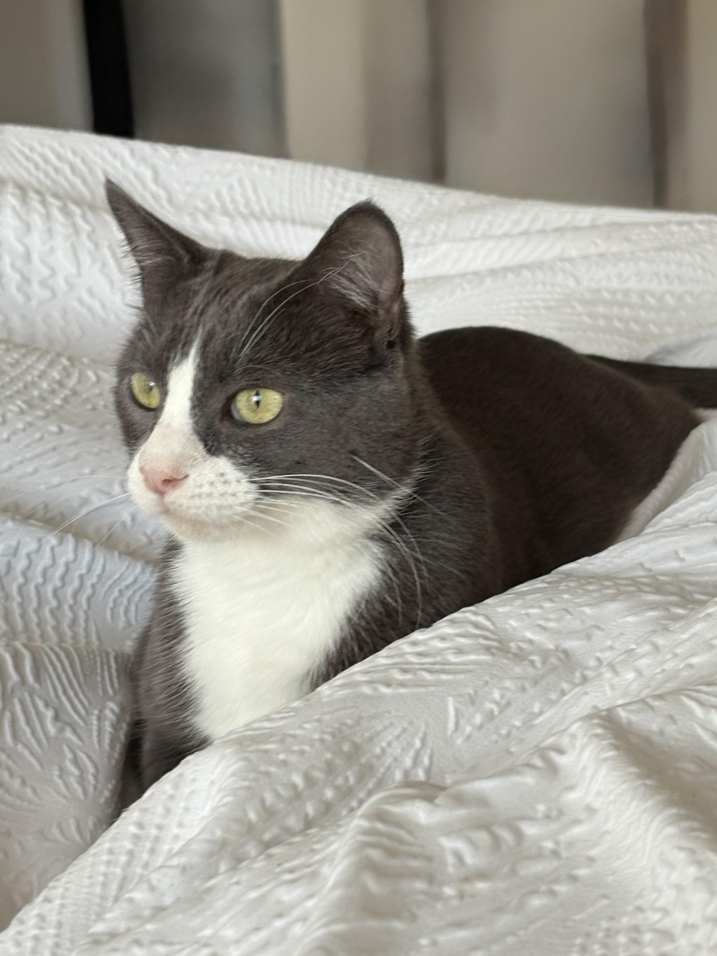 Enlarge Mrs. Bennet, a Adoptable Tuxedo in San Francisco, CA image 5/6