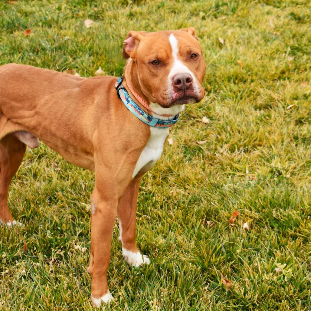 Enlarge Bubba, a Adoptable Pit Bull Terrier in Rifle, CO image 1/6