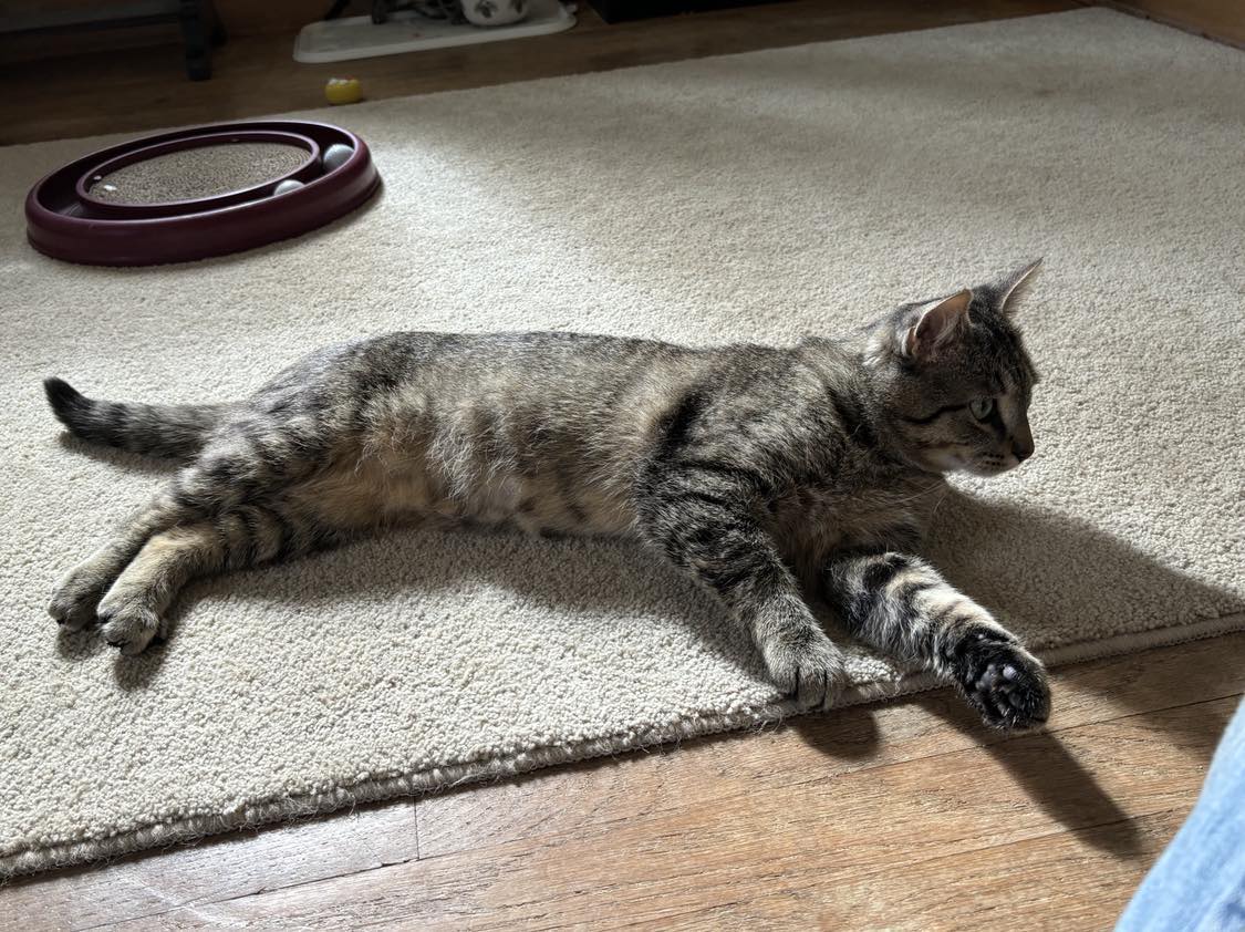 Breezeway, a Adoptable Tabby in Sheboygan, WI image 4/4