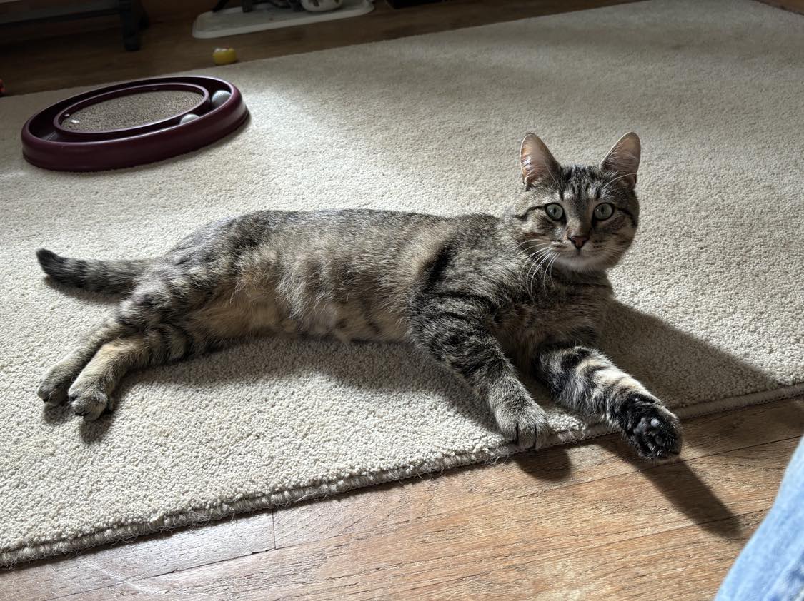 Breezeway, a Adoptable Tabby in Sheboygan, WI image 2/4