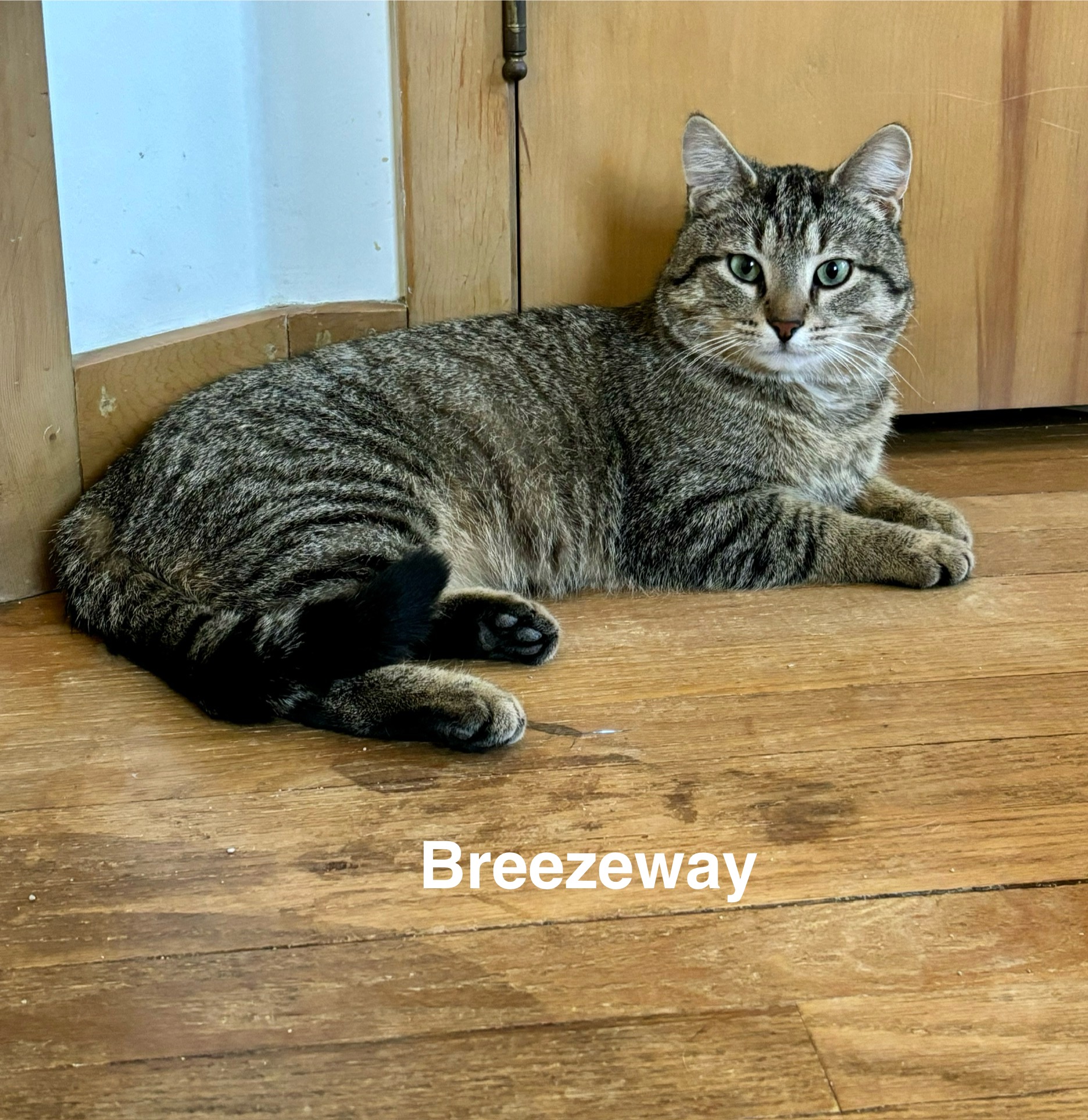 Breezeway, Adoptable, Adult Male Tabby.