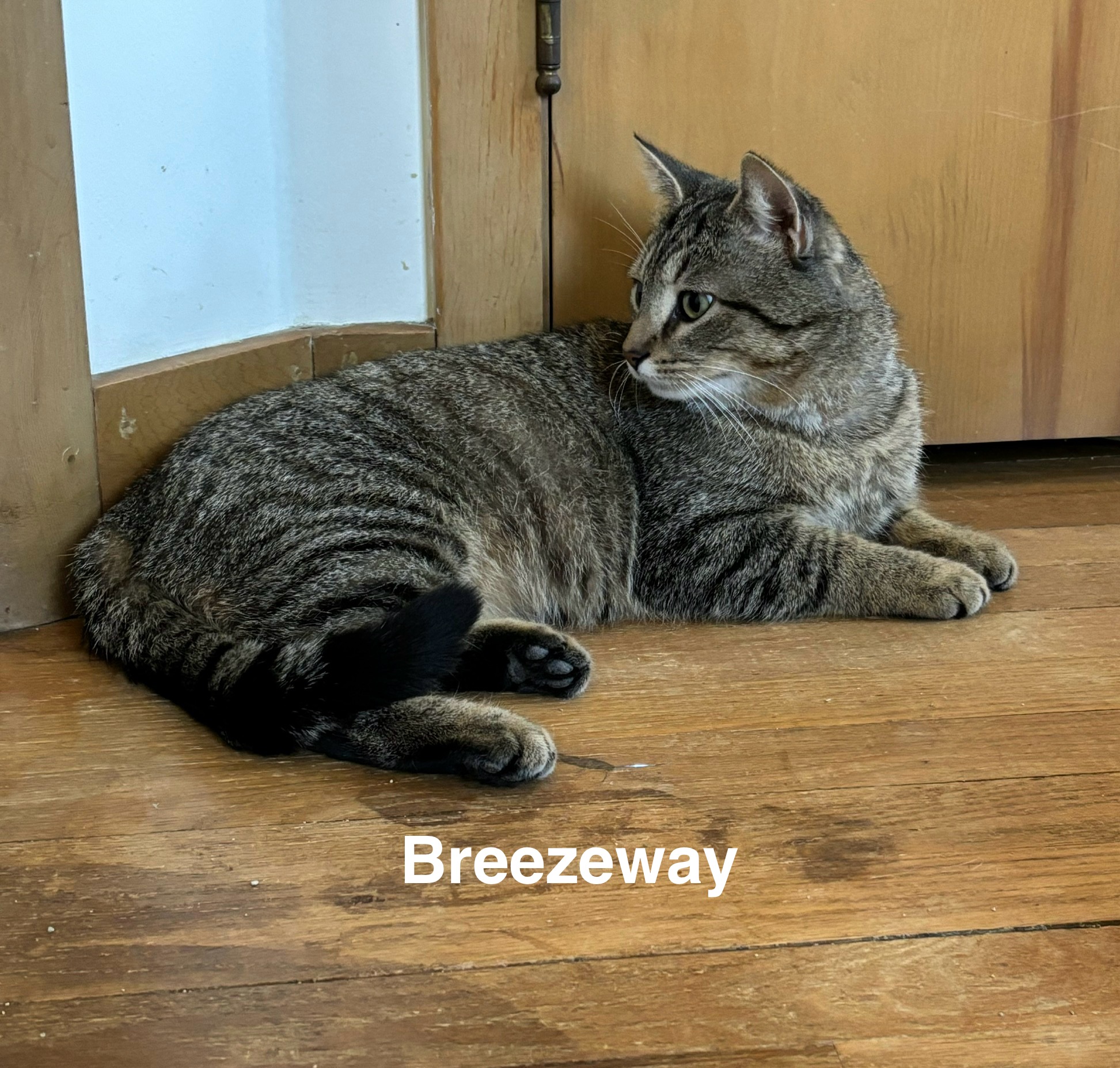 Breezeway, a Adoptable Tabby in Sheboygan, WI image 3/4